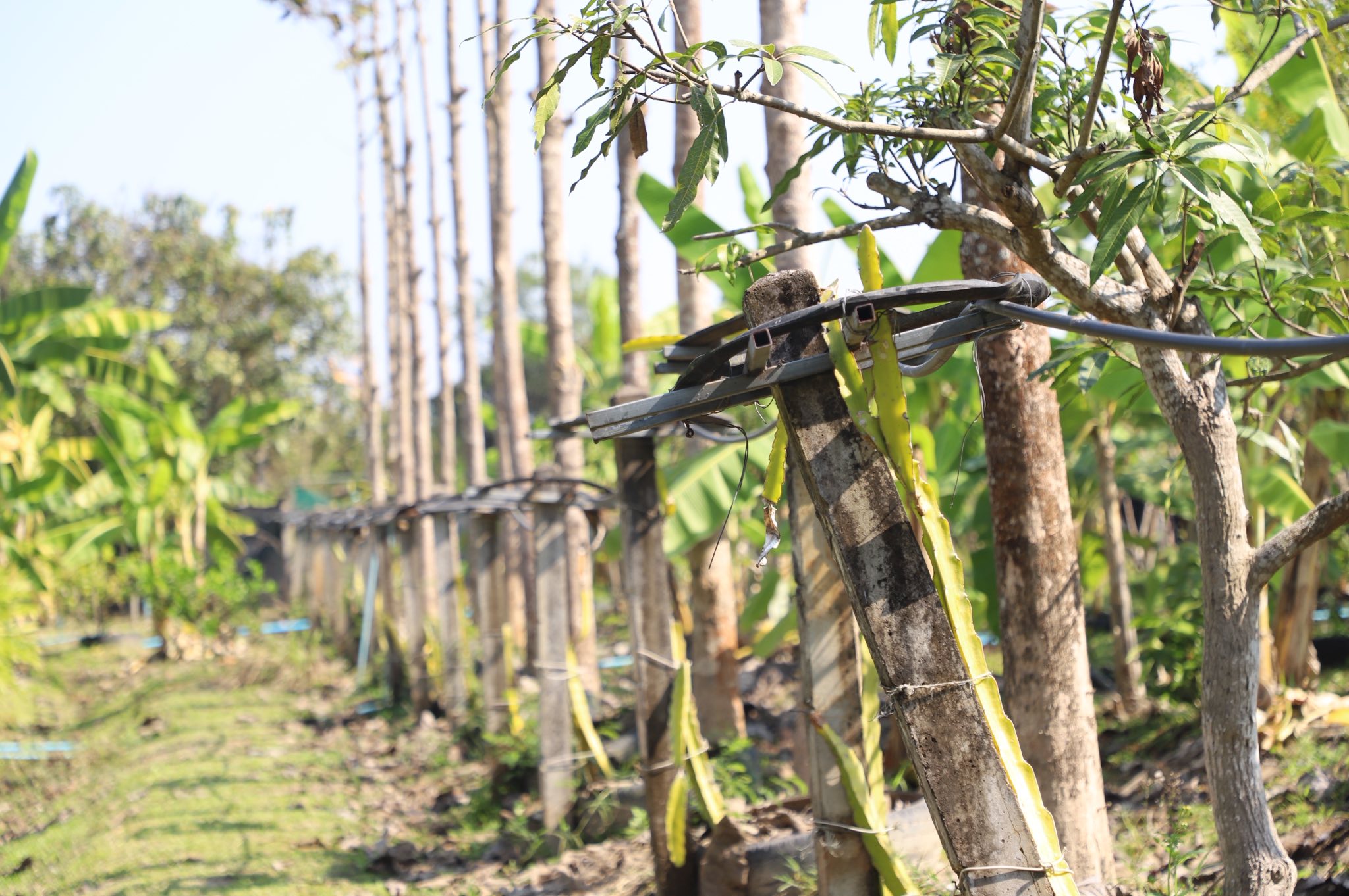 title - ”พลิกโฉมเกษตรกรสู่ผู้ประกอบการ“ ส.ป.ก.ลำพูน โชว์ความสำเร็จเกษตรอินทรีย์ครบวงจร ตั้งแต่แปลงปลูกสู่ตลาดพรีเมียม!!